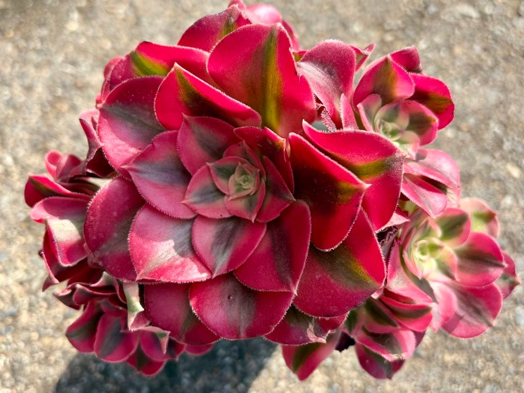 大特価！1111円　ピンクウィッチ群生株　アエオニウム　カット苗　ランダム発送