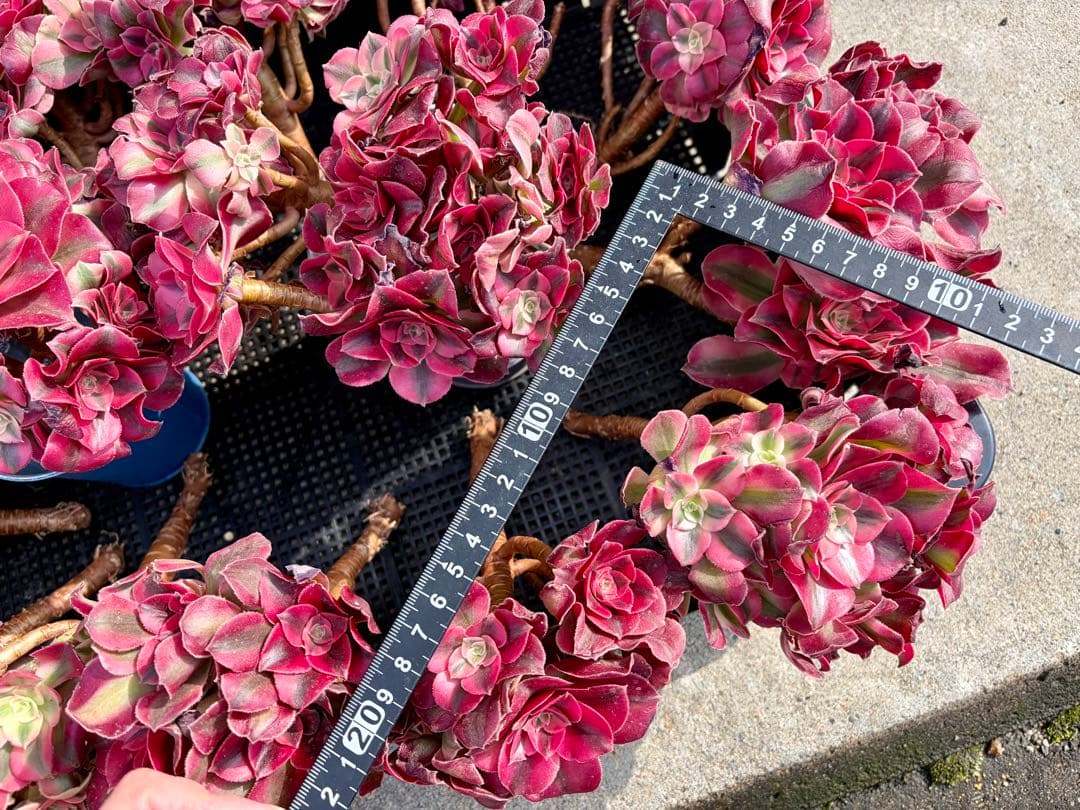 大特価！1111円　ピンクウィッチ群生株　アエオニウム　カット苗　ランダム発送