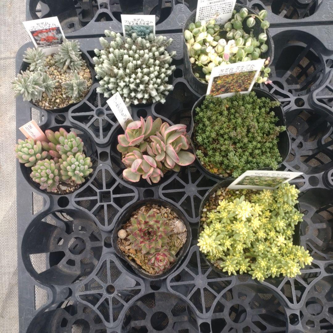 木曜発送 カエルさん専用