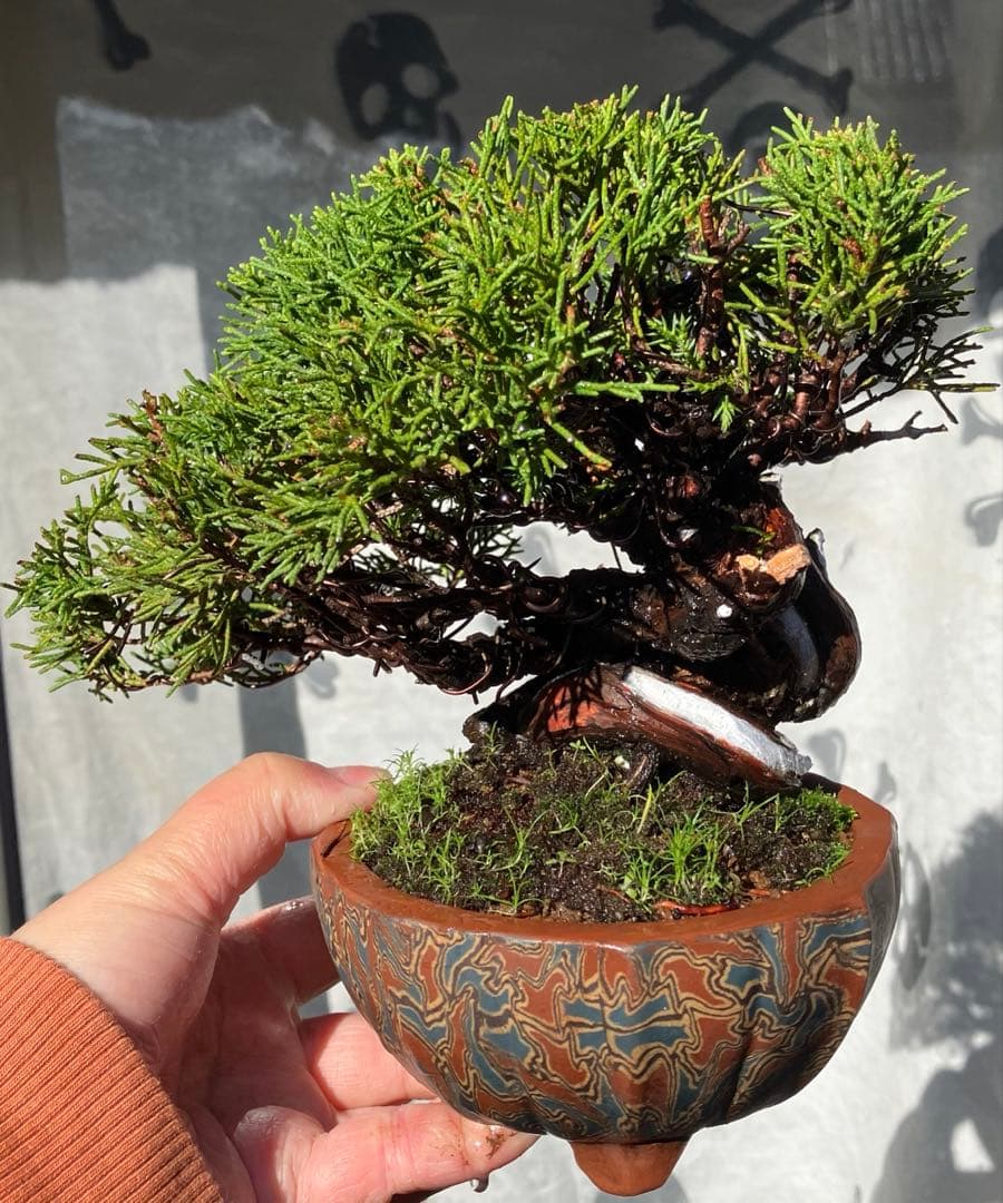真柏盆栽