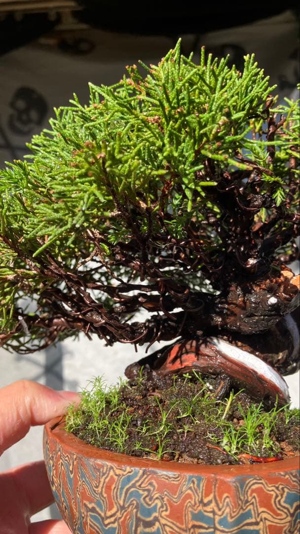 真柏盆栽