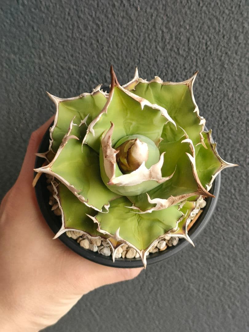 アガベ トリケラトプス 白犀牛