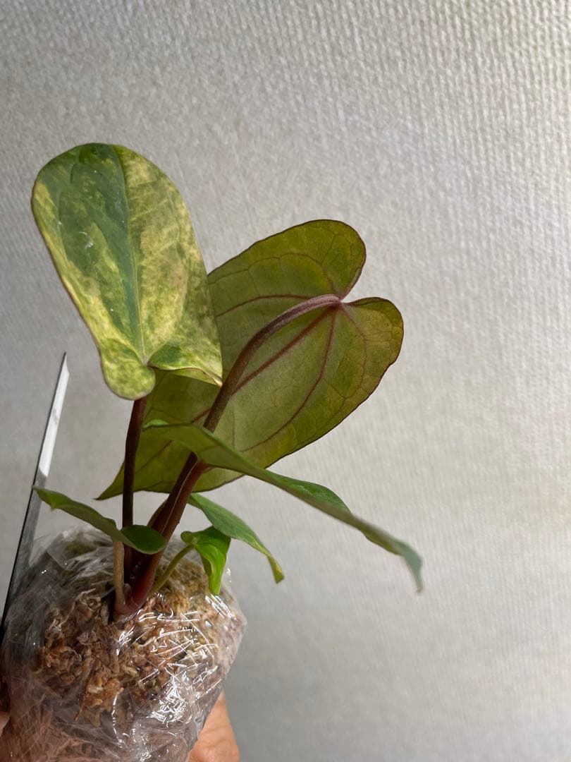 N*s様 Anthurium AOS✖️RVDP斑入り