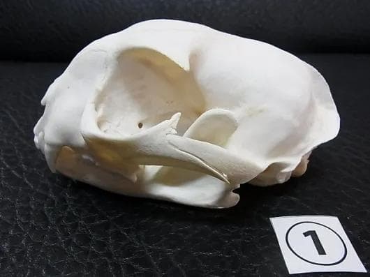 ★貴重！特大！　カラカル　頭骨 No.4　※登録票付