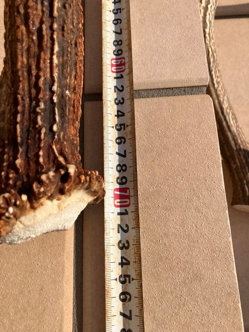 鹿の角/天然蝦夷鹿の角/蝦夷鹿/鹿のツノ/角