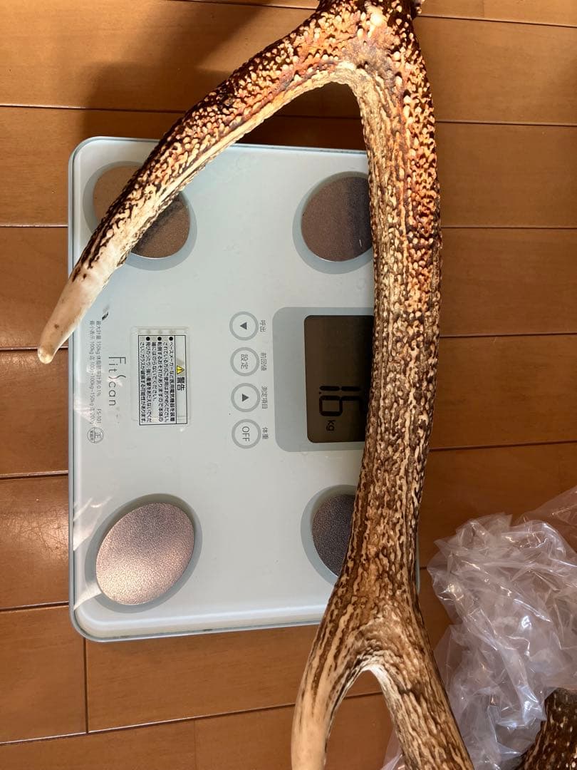 鹿の角/天然蝦夷鹿の角/蝦夷鹿/鹿のツノ/角