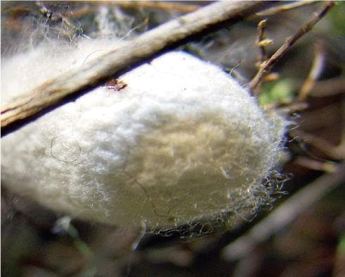 hime様用　真綿ふとん　増量 1kg　 シルク１００％　シングル　3717b