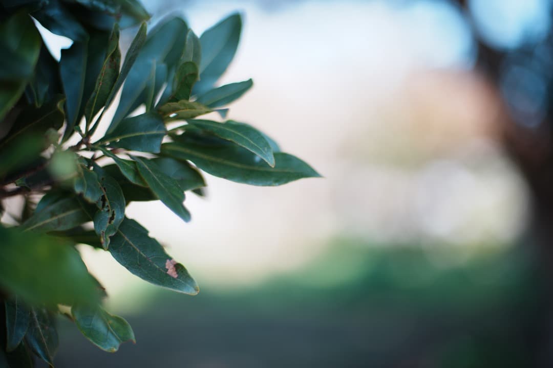 【美品】動作◎ ニコン　Ai Nikkor 50mm F1.4 273