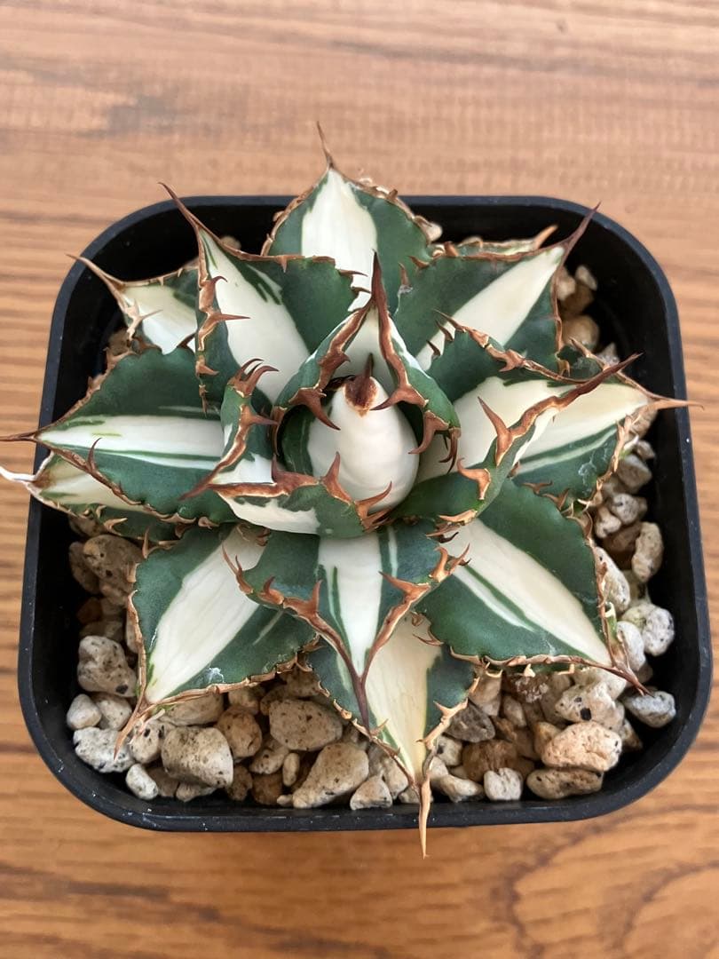 選抜　【匿名配送】　活着　特大　子株付き　アガべ　太陽神錦　白中斑　TC