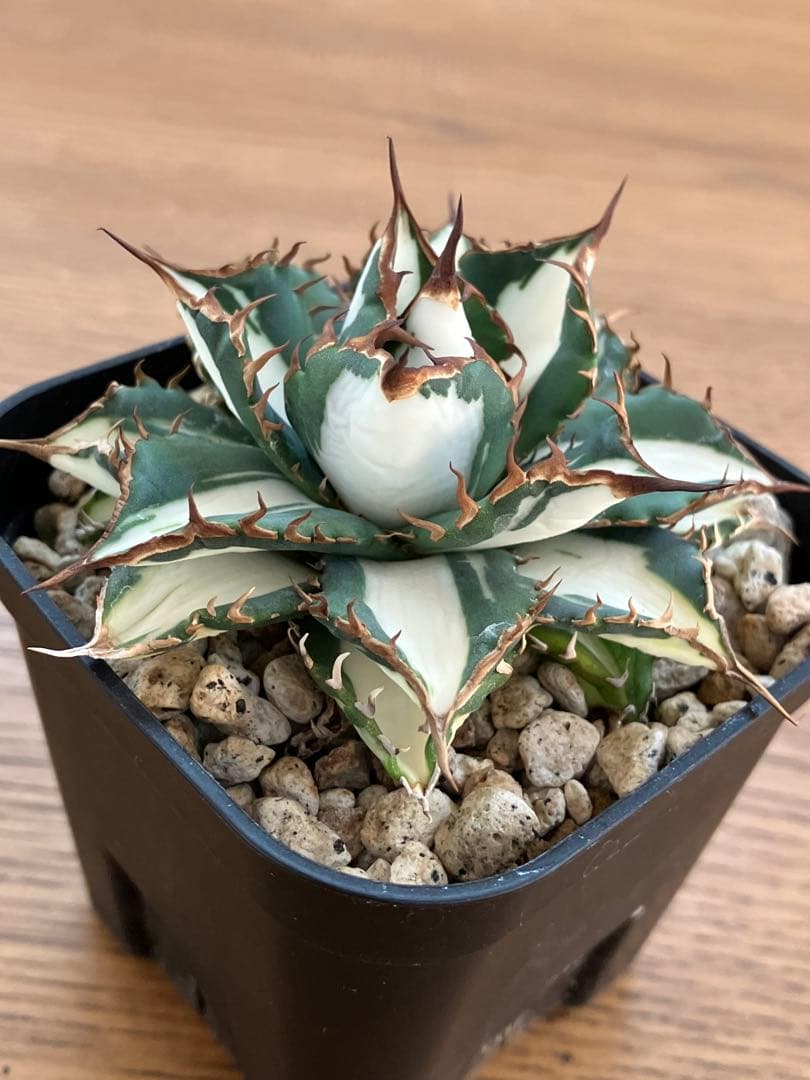 選抜　【匿名配送】　活着　特大　子株付き　アガべ　太陽神錦　白中斑　TC