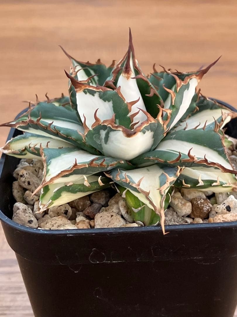 選抜　【匿名配送】　活着　特大　子株付き　アガべ　太陽神錦　白中斑　TC