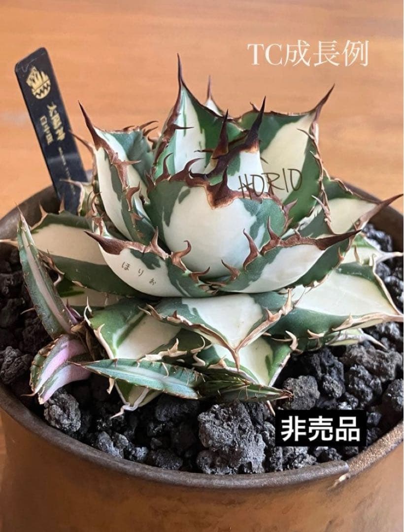 選抜　【匿名配送】　活着　特大　子株付き　アガべ　太陽神錦　白中斑　TC