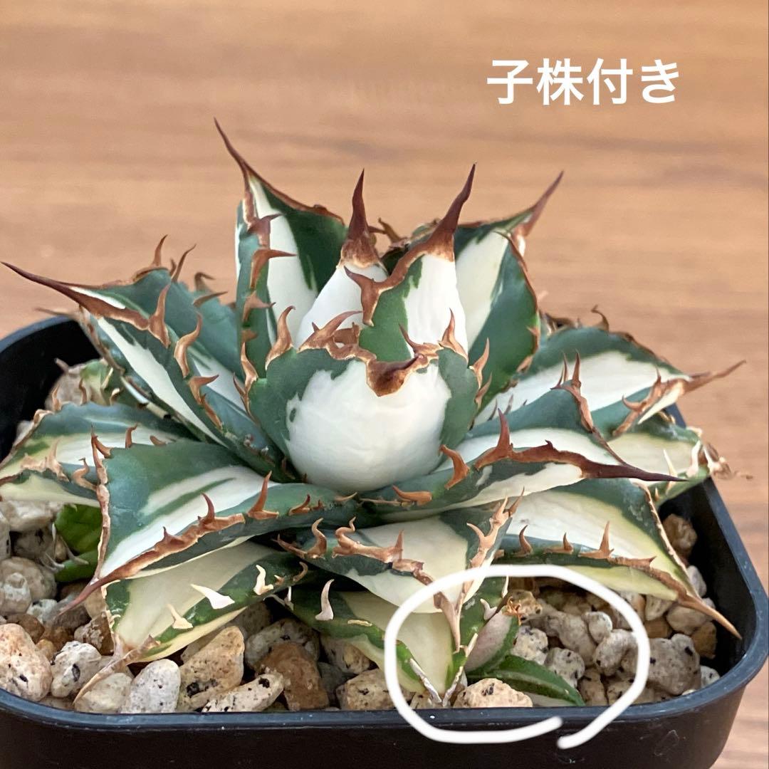 選抜　【匿名配送】　活着　特大　子株付き　アガべ　太陽神錦　白中斑　TC