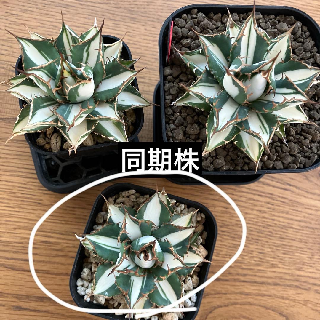 選抜　【匿名配送】　活着　特大　子株付き　アガべ　太陽神錦　白中斑　TC