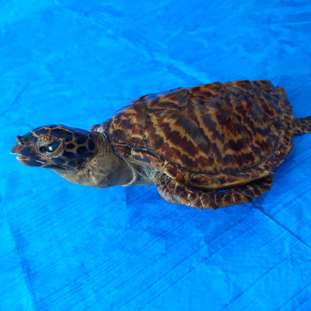 ①うみがめ科〚タイマイ〛はく製　 　壁掛けフックつき