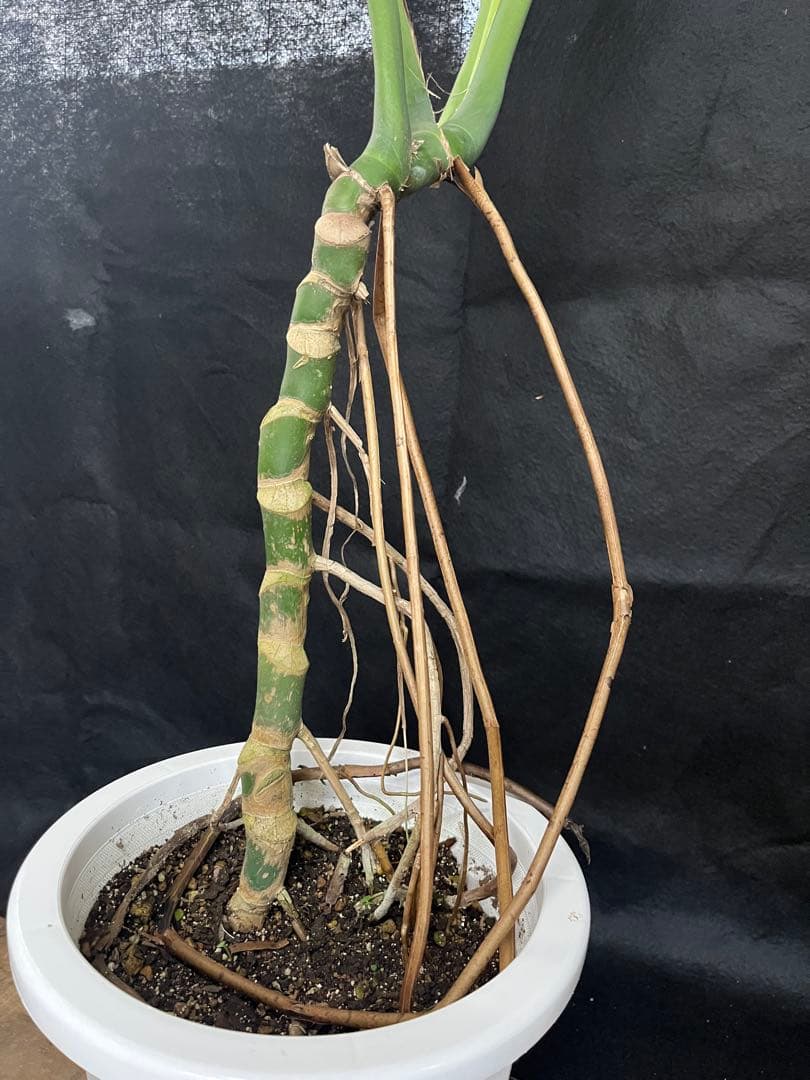 幹上がり　幹立ち　モンステラ　デリシオーサ　オシャレ　インテリア　観葉植物