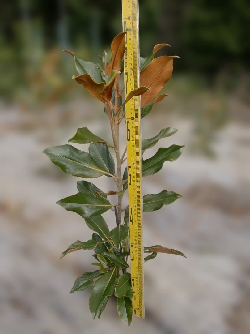 タイサンボク　ケイパレス