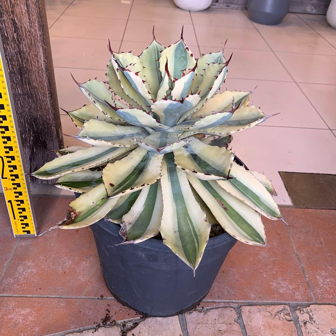 アガベ スーパークラウン　吉祥冠錦