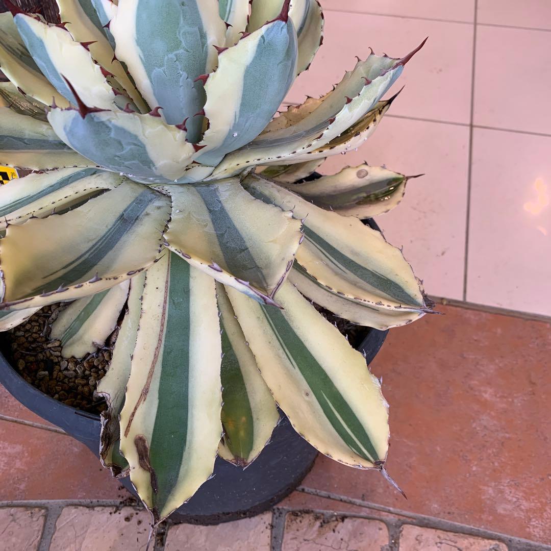 アガベ スーパークラウン　吉祥冠錦