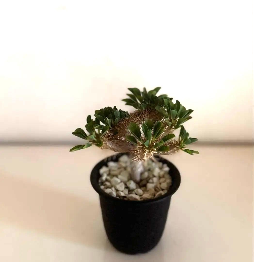 【綴化ver.】ユーフォルビア☆ギラウミニアナ