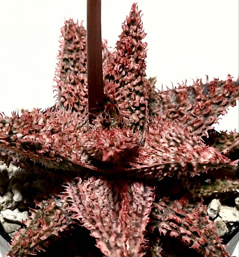 速達付き◾️アロエ TCT ハイブリッド【親株】第四種郵Aloeアロエ