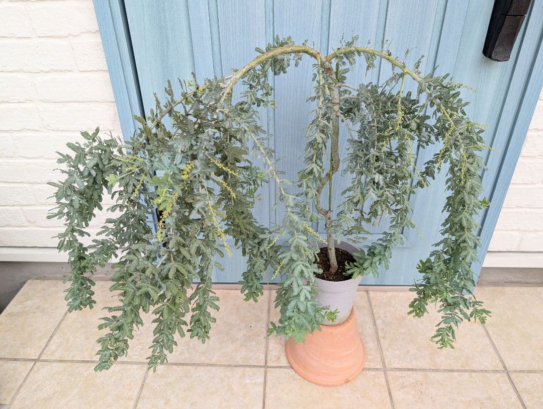 1点のみ　憧れのミモザの希少品種　大株!!　☘　シダレミモザ　アカシア　☘