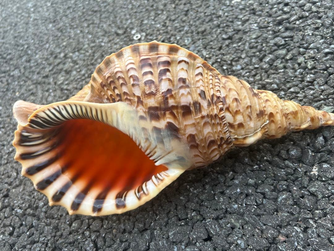 法螺貝　34.5cm 蓋付 (32cm 直線) 綺麗 801g