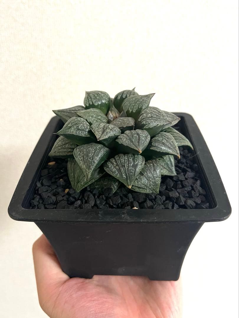 鶴仙園ネームド　ハオルチア Charme シャルム　親株　多肉植物　観葉植物