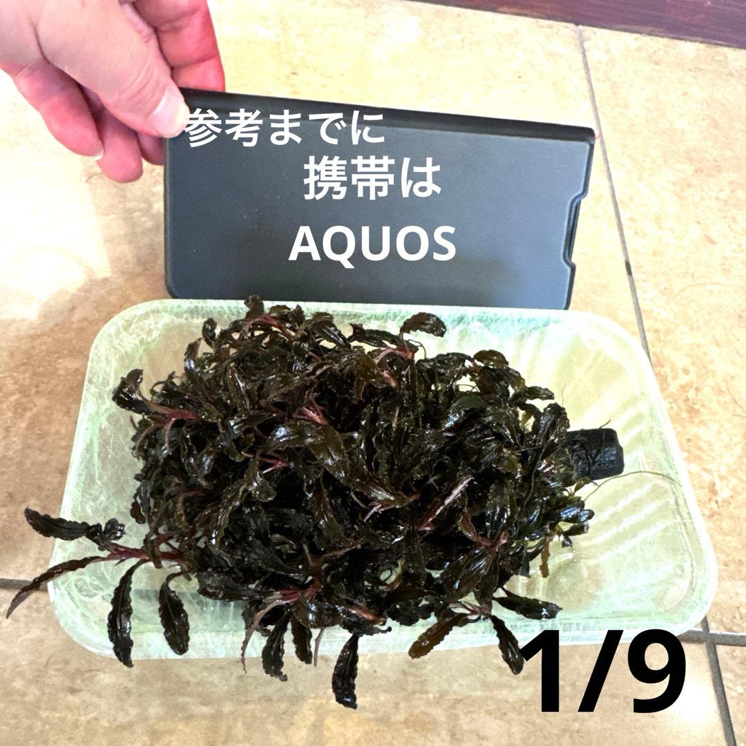 専用ゆうゆうメルカリ便ブセファランドラ クダガン 約３０株くらい