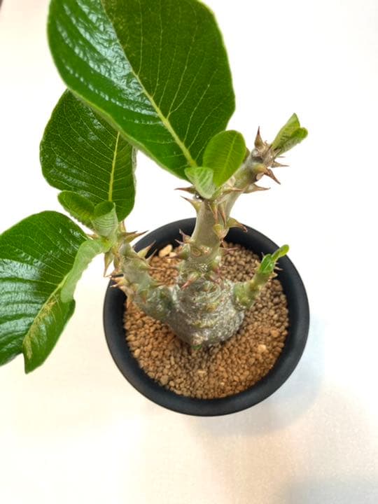 パキポディウム ウィンゾリー