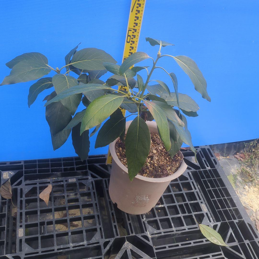 早い者勝ち【3年生苗】アボカド苗木 　ベーコン接木　台木ベーコン