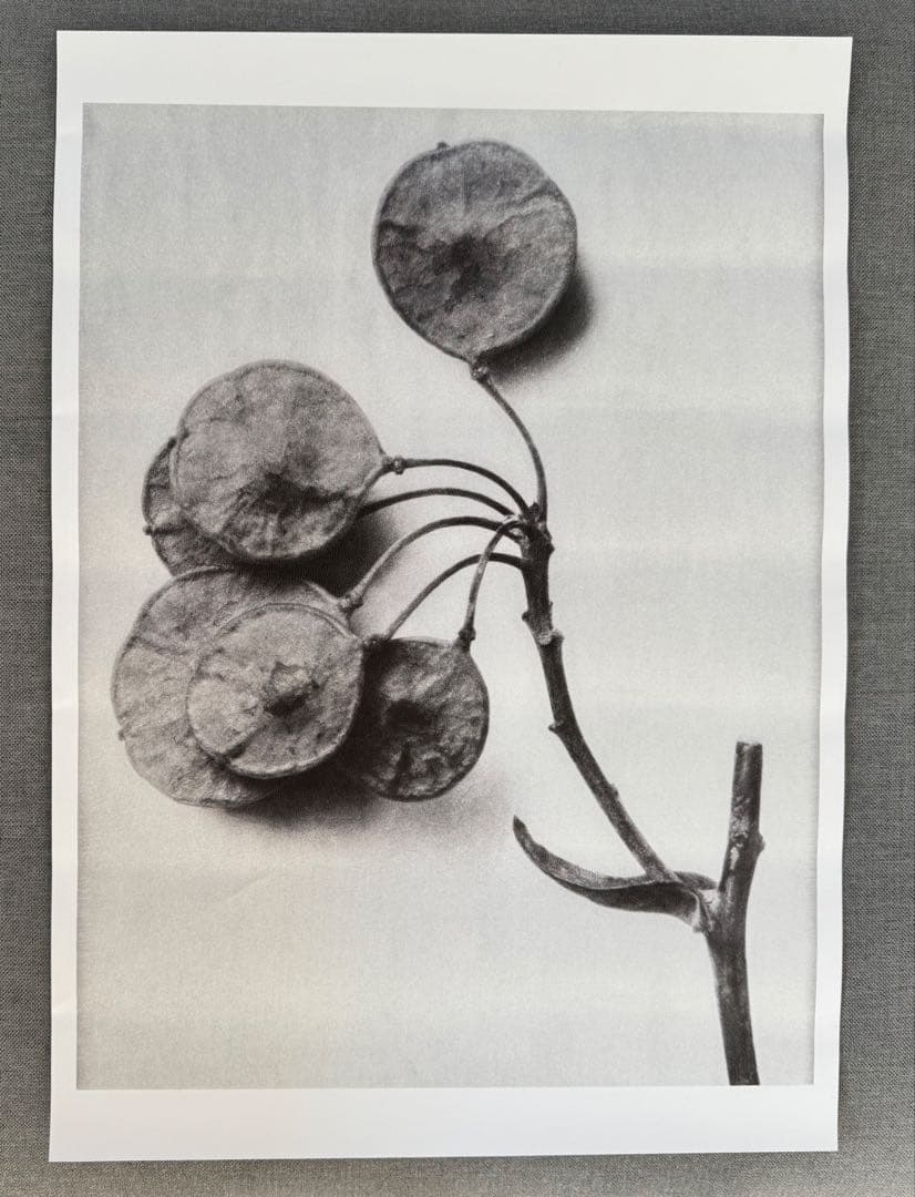 カールブロスフェルト Karl Blossfeldt ポスター インテリア