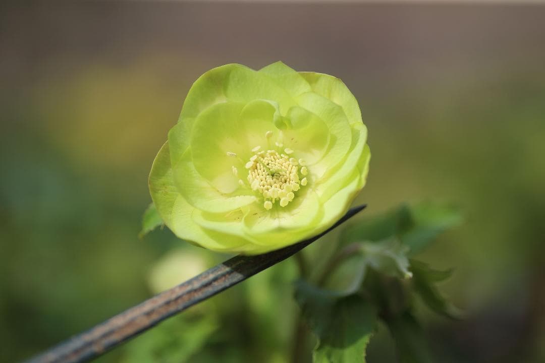 玲雪「歳末セール」クリスマスローズ 小苗 かぐや姫 セルフ