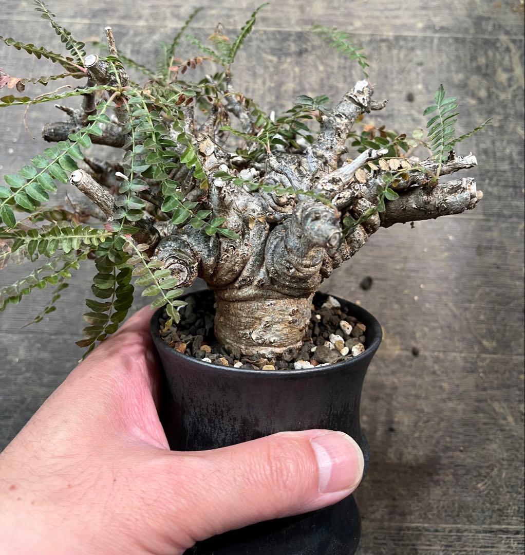 発根済み ボスウェリア ネグレクタ 現地球