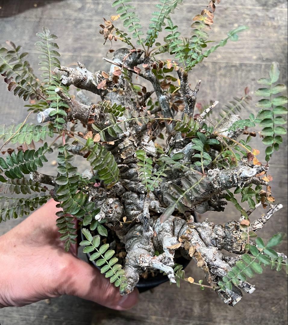 発根済み ボスウェリア ネグレクタ 現地球