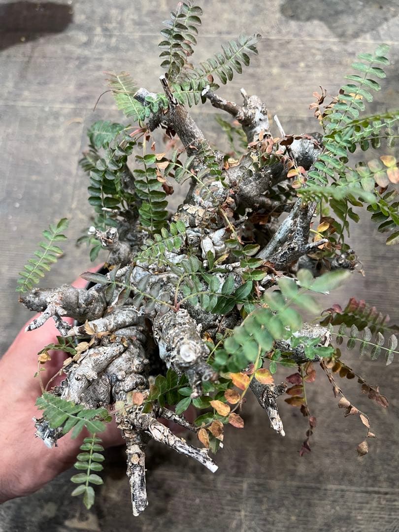 発根済み ボスウェリア ネグレクタ 現地球