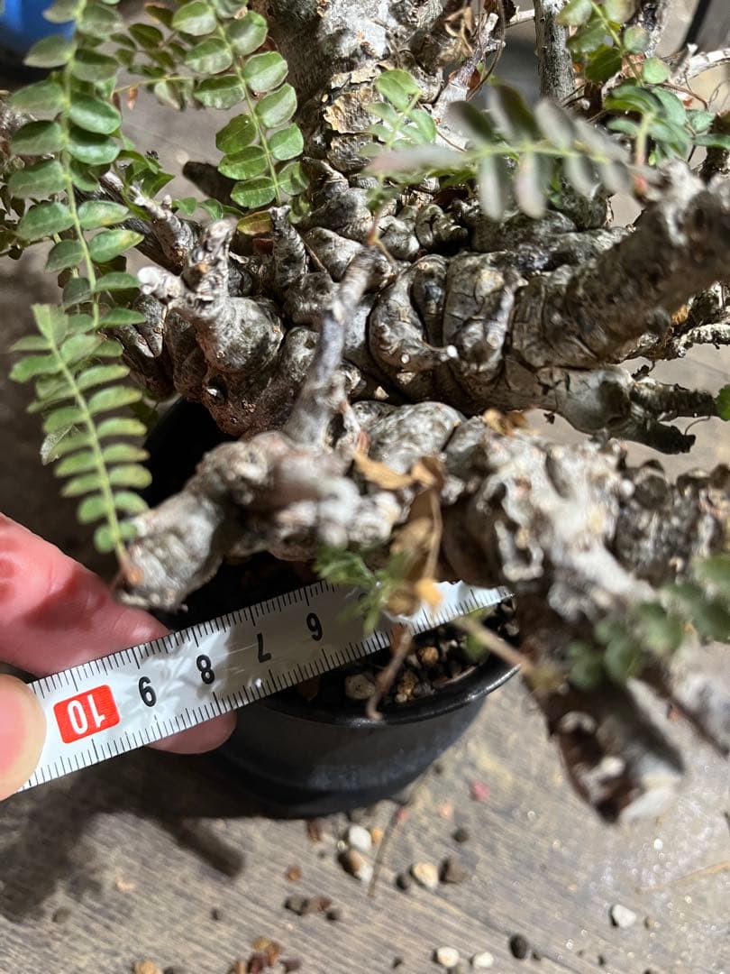 発根済み ボスウェリア ネグレクタ 現地球