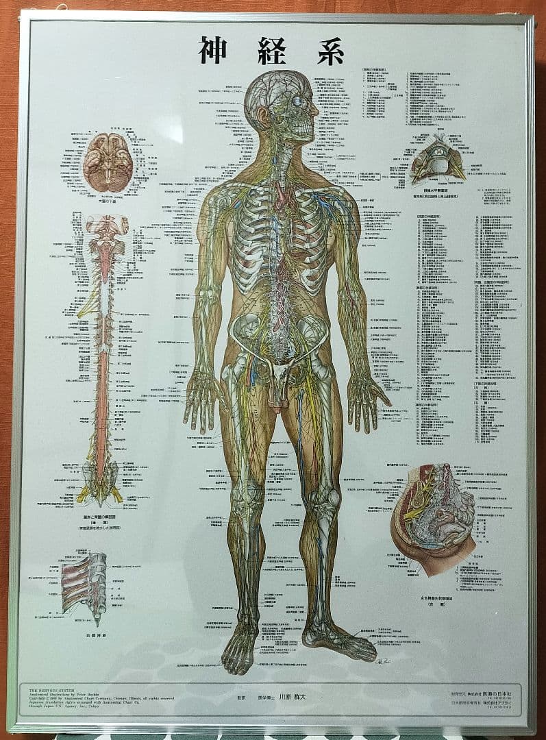 人体神経系統図 パネル３枚と整体幕
