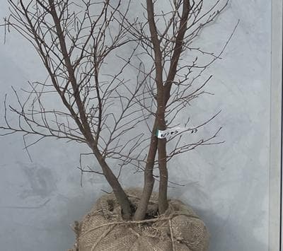 《現品》姫沙羅（ヒメシャラ）株立ち　樹高1.7ｍ（根鉢含まず）37【苗木/植木】