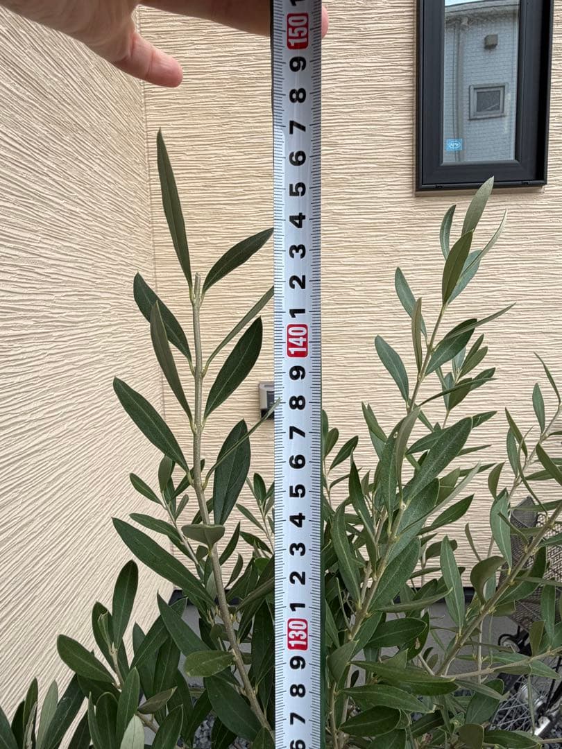 オリーブの木　チプレッシーノ　オリーブ