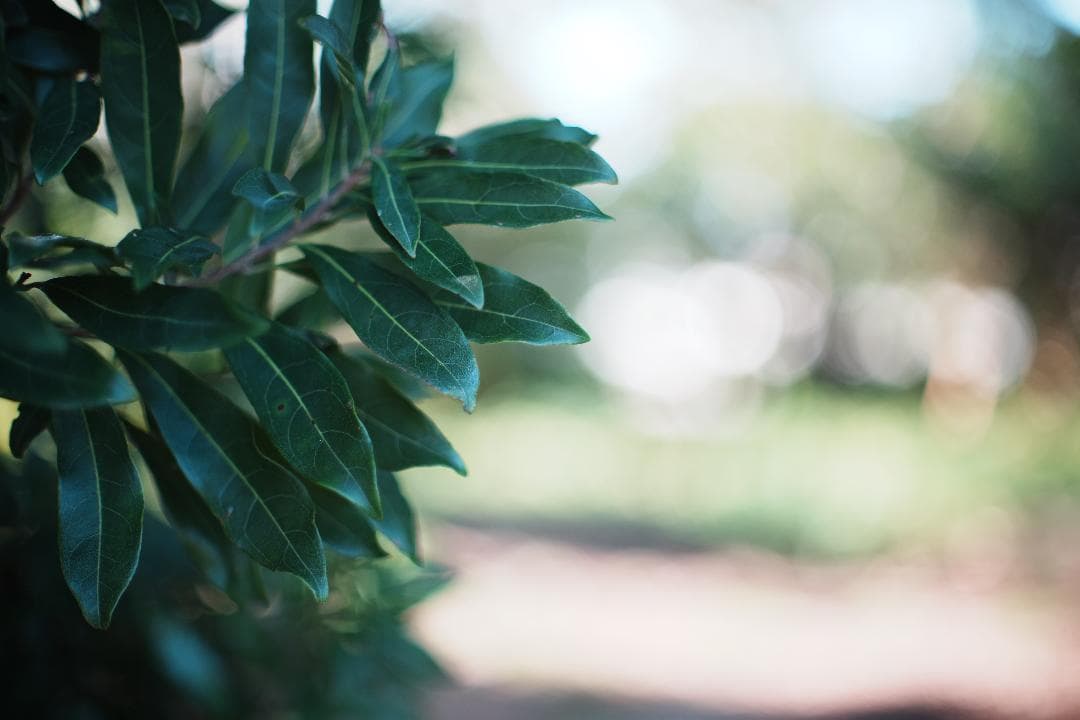 レンズ(単焦点) EUNOS Auto Yashinon-DX 50mm F1.4 329