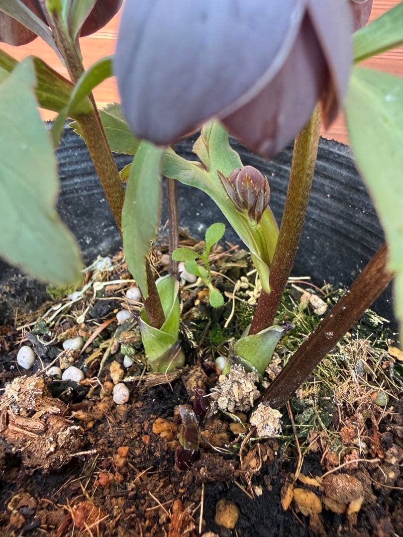 【未株分】横山園芸 クリスマスローズ プチドールシリーズ 原種系 ブルーグレー