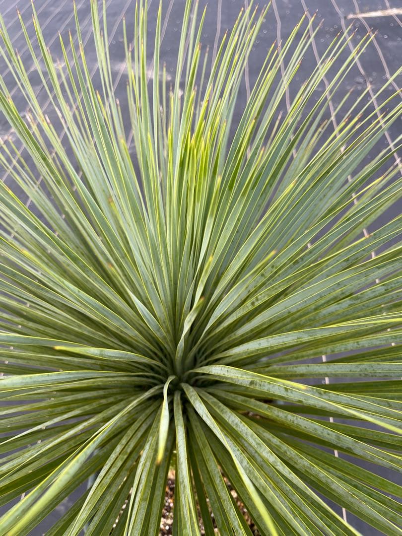 ユッカ　ロストラータ　幹上がり　15