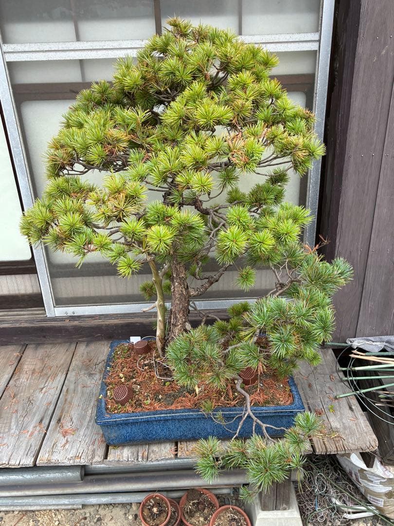 ★盆栽★ 赤石五葉松　E12- 樹齢100年以上　★愛媛県より発送★