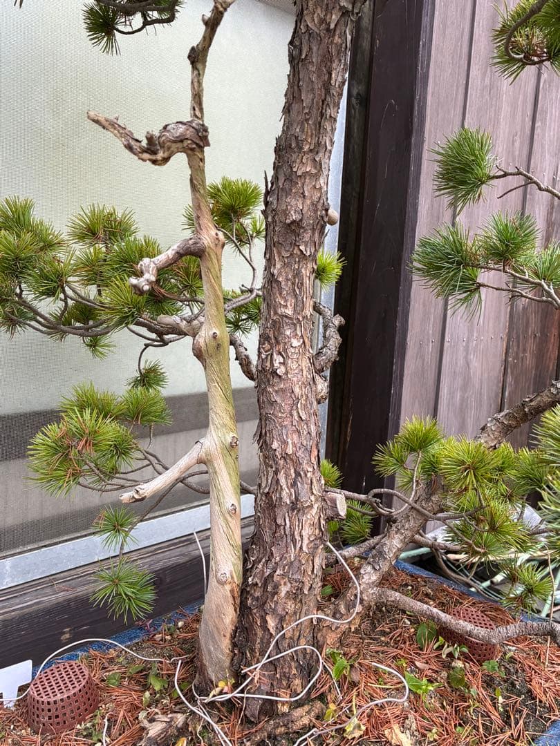 ★盆栽★ 赤石五葉松　E12- 樹齢100年以上　★愛媛県より発送★