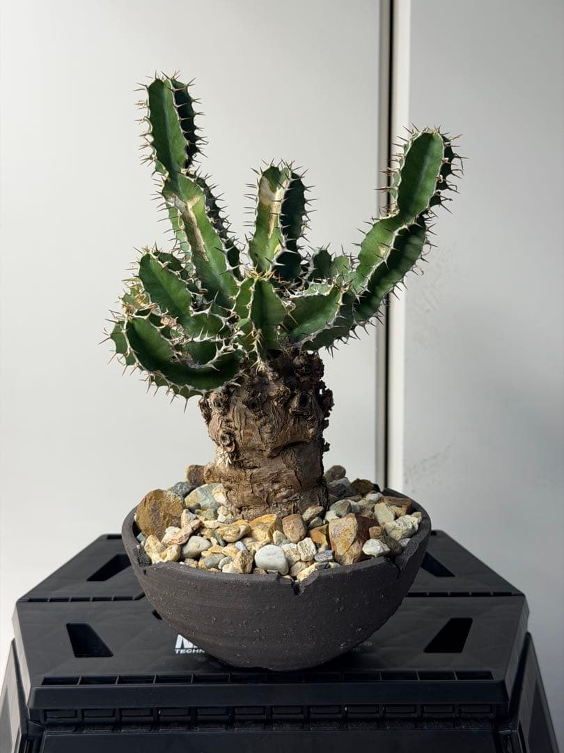 ユーフォルビア　ムランジーナ