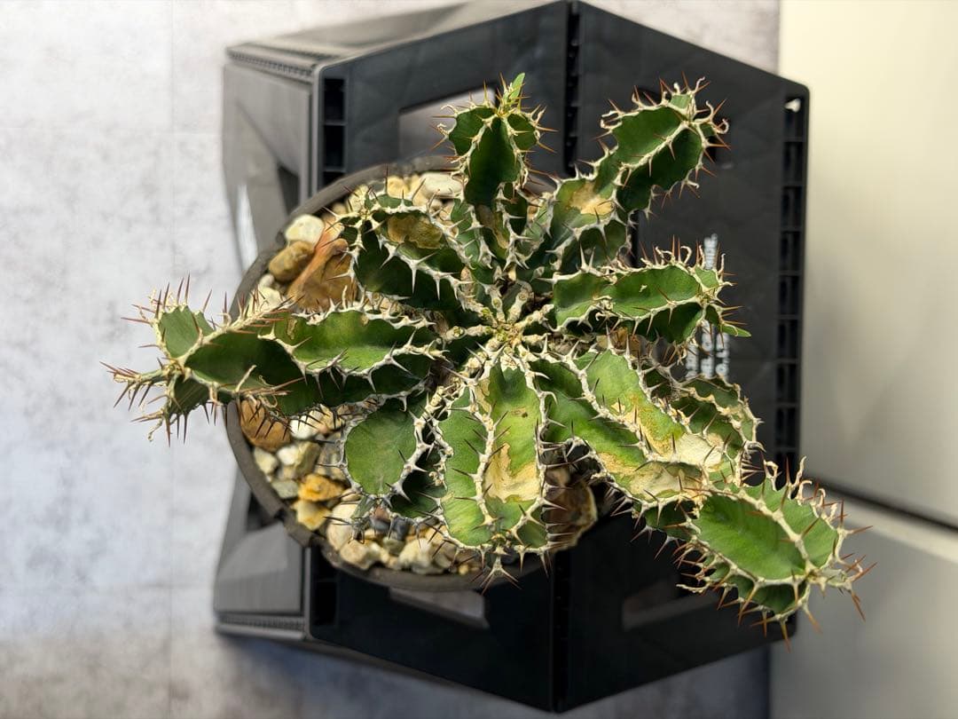 ユーフォルビア　ムランジーナ