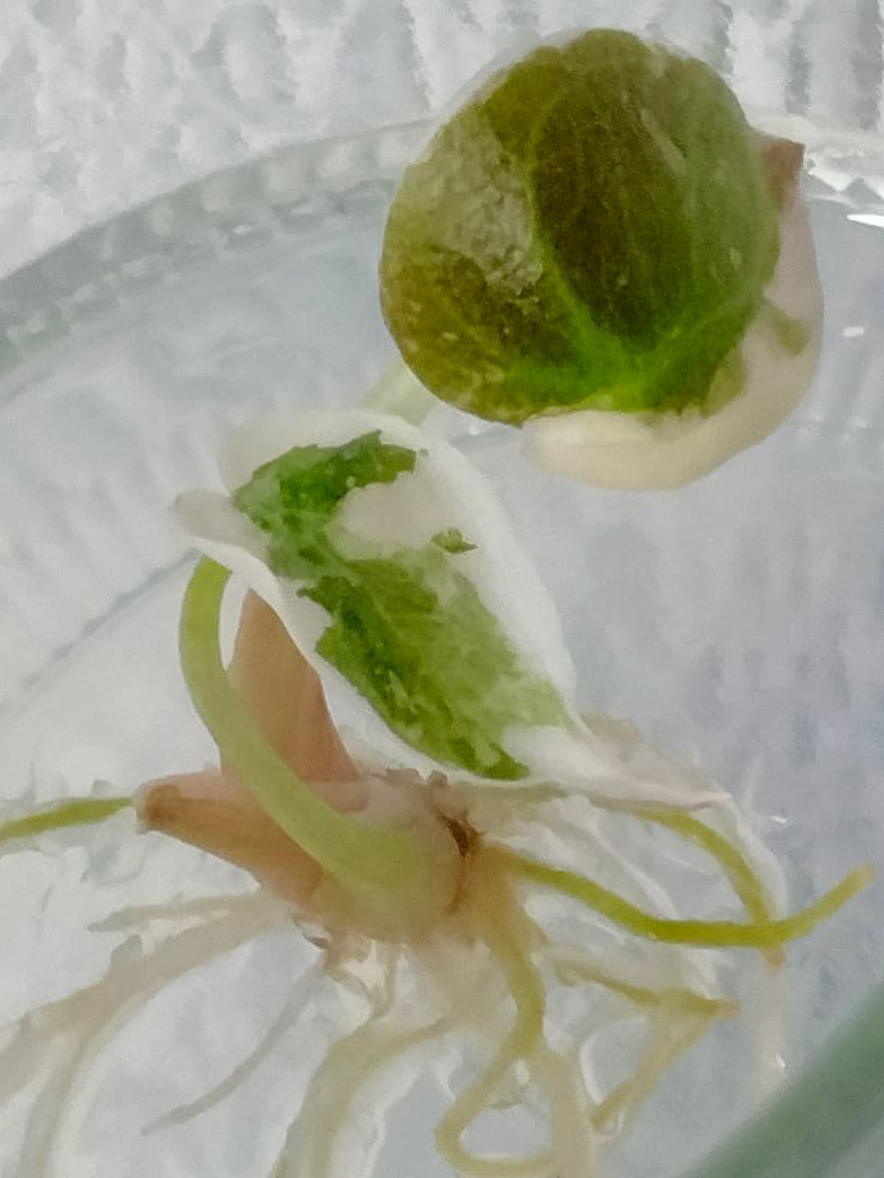 その他観葉植物 Alocasia Cuprea Pink variegated (lumpy)