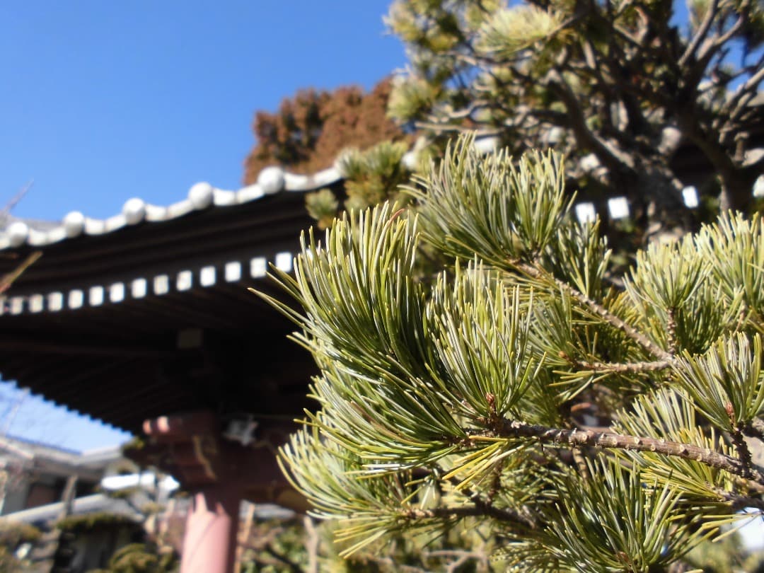 追加あり⭕️【動作確認済】CASIO EXILIM EX-Z900 シルバー