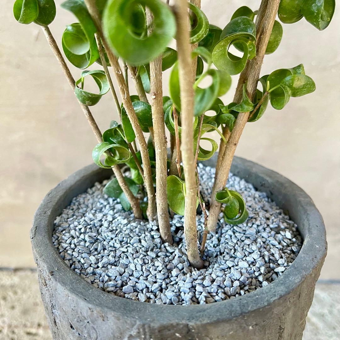 フィカス　ベンジャミン　バロック　陶器鉢　植え込み発送